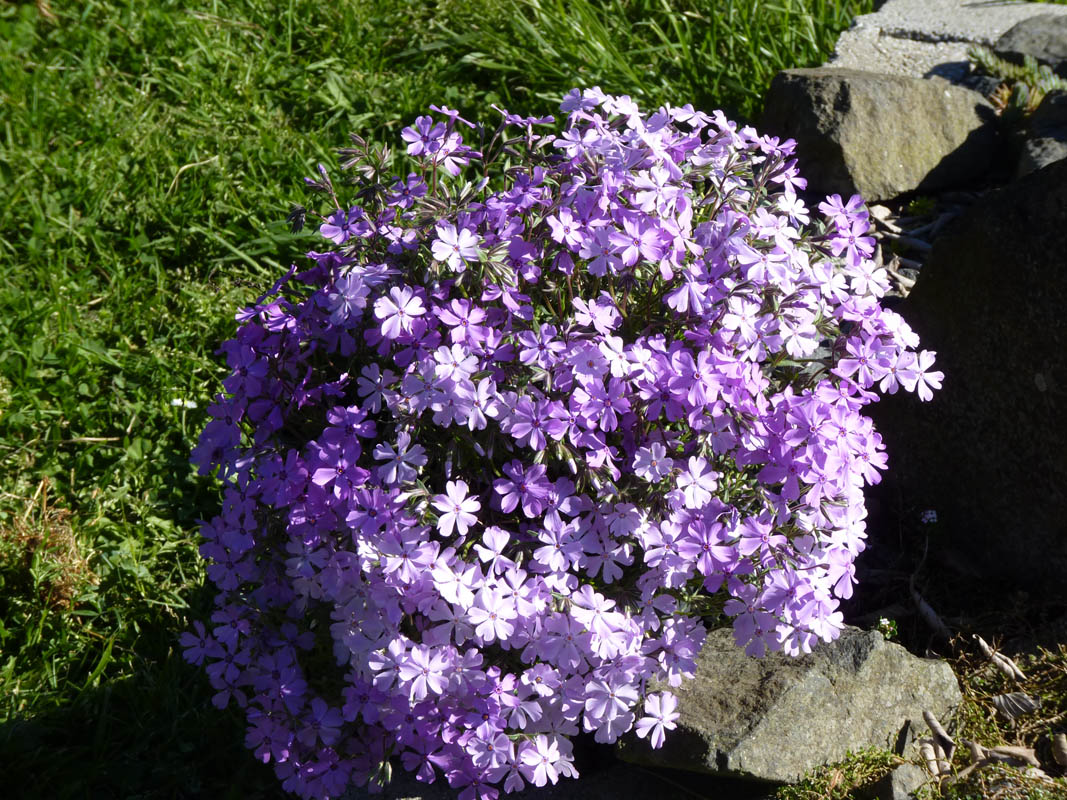 Phlox subulata 'Purple Beauty' photo